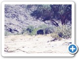 Elefant_Namibia_300x200
