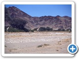 Giraffen_Namibia_300x200